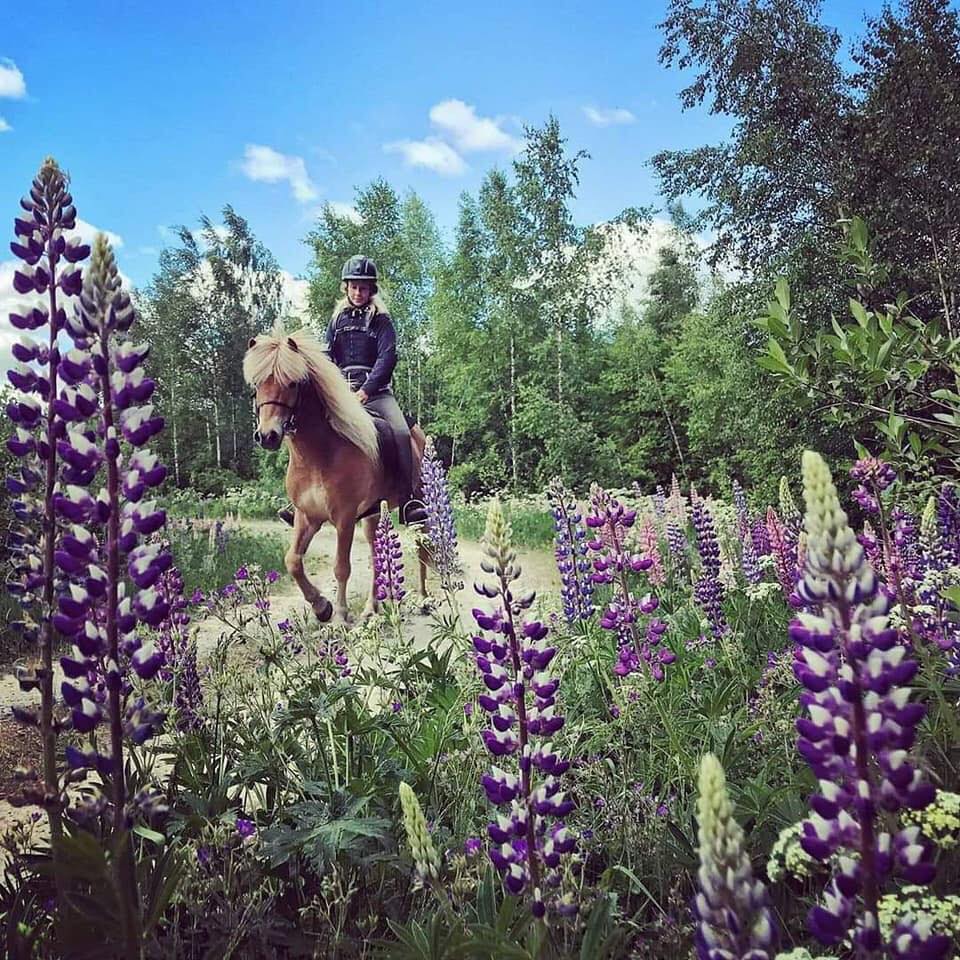Lupiner