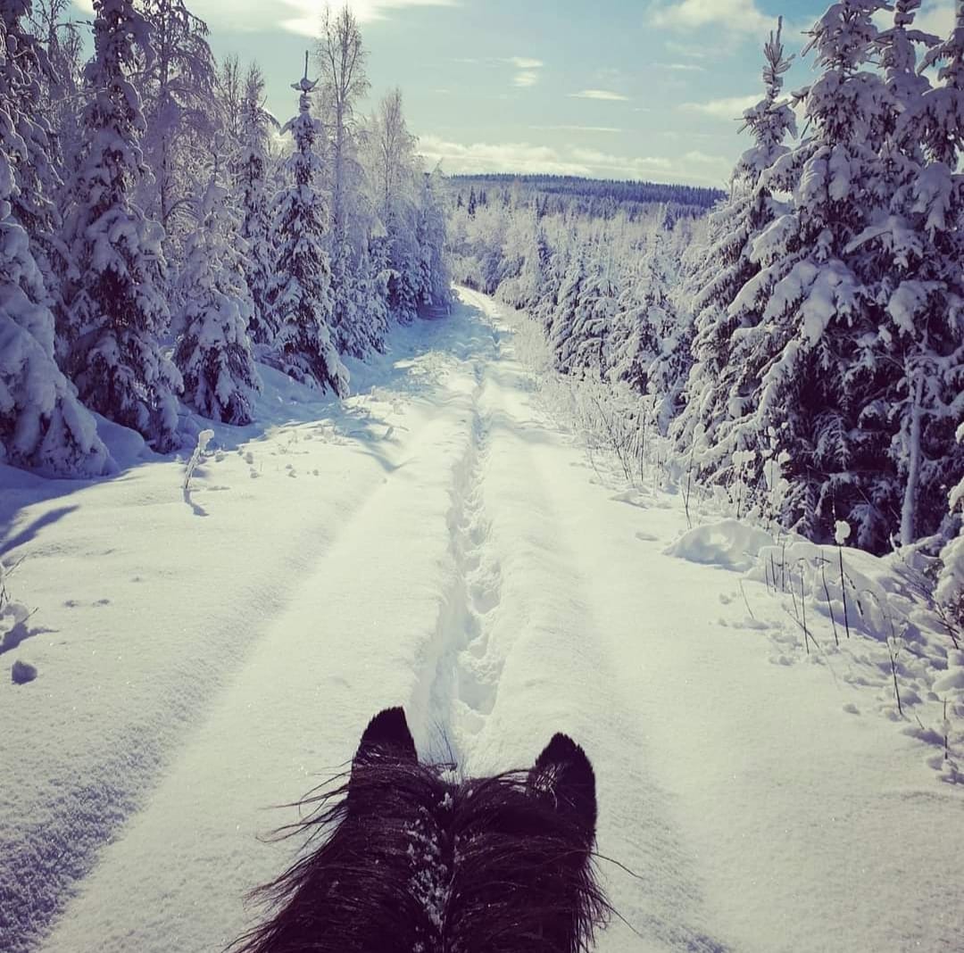 ridskola vinter